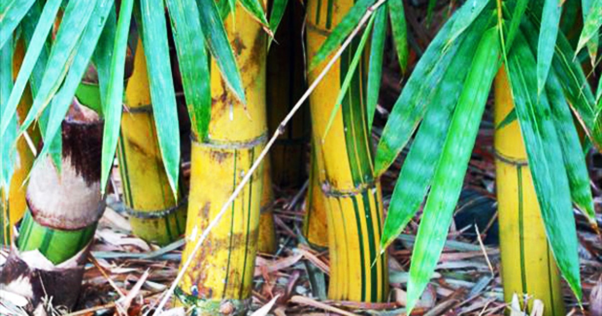 Bambu imperial