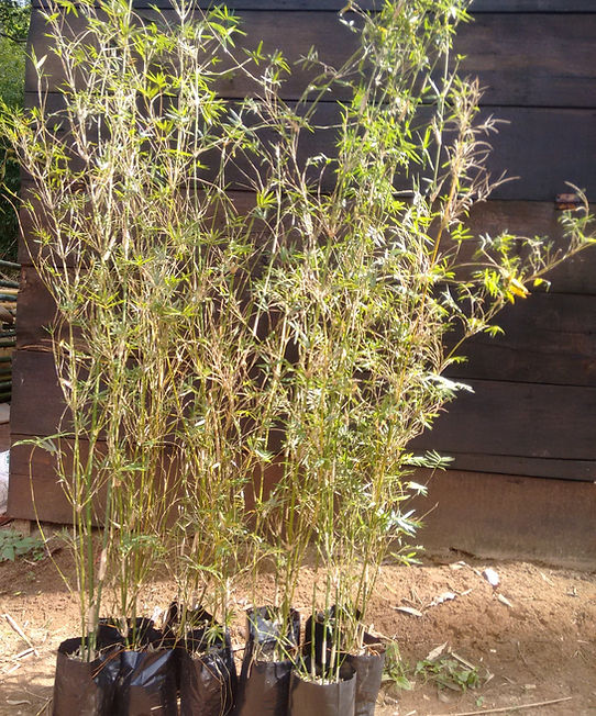 Bambu de Cerca