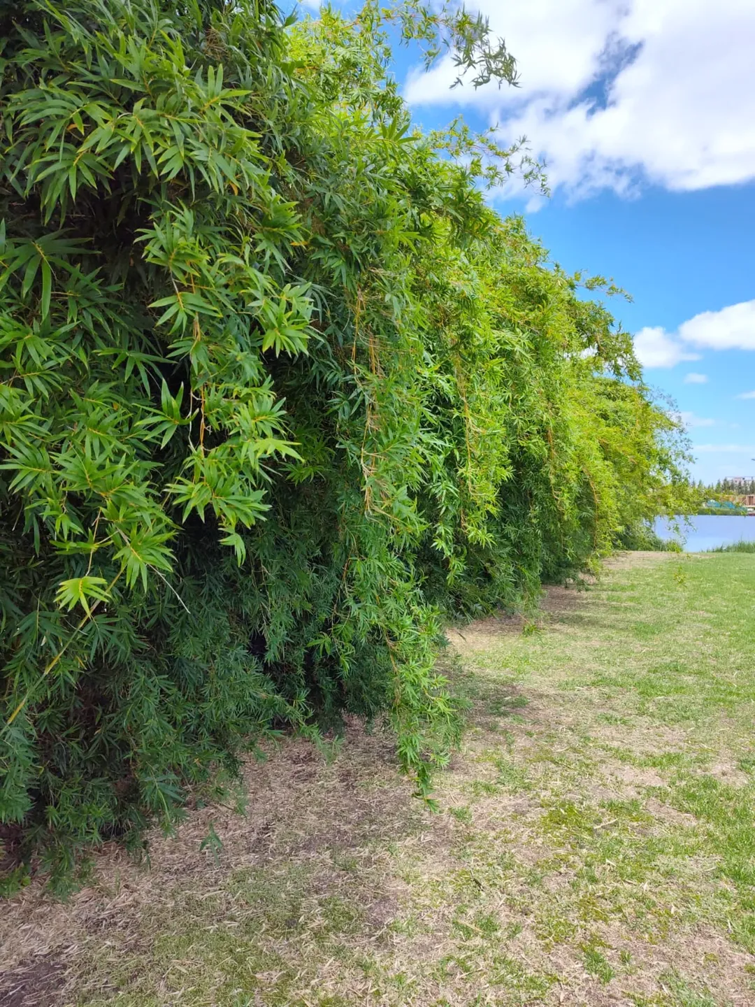 Bambu Anão Chinês