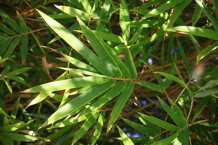 Bambu Arbustivo