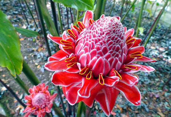 Bastão do Imperador Rosa (Pink Torch ou Porcelana)