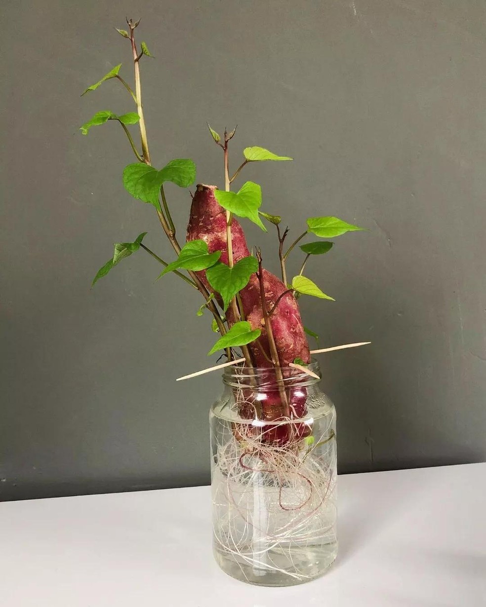 como plantar batata doce em vaso