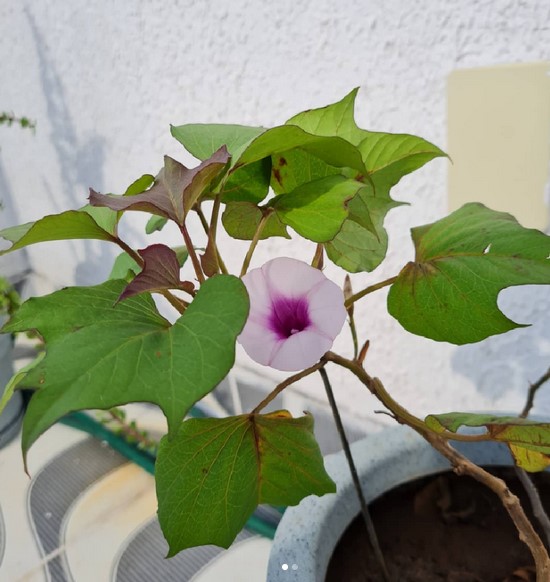 clima ideal para batata doce