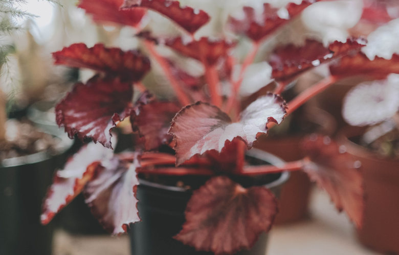 Protegendo suas Begônias no Inverno: Dicas Essenciais