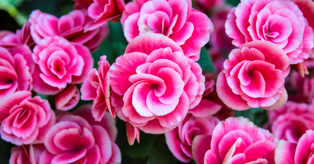 Begônia Maculata: Dicas para um Ambiente Úmido Perfeito