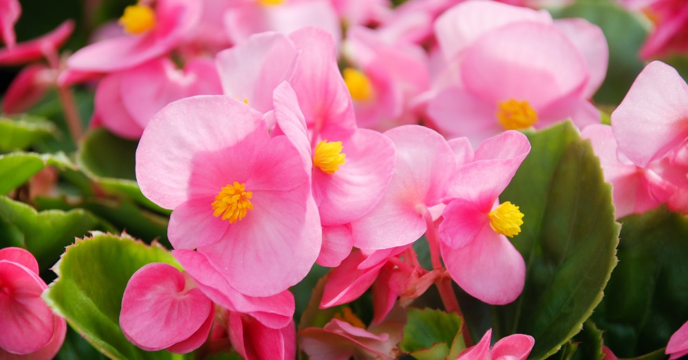 Protegendo suas Begônias no Inverno: Dicas Essenciais