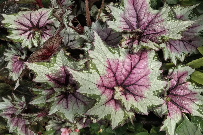 Begônia Elatior: Como Fazer Florescer e Manter Saudável