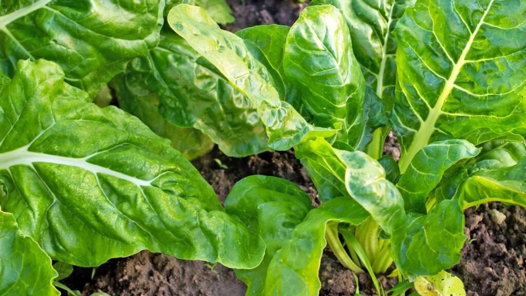 Contraindicações da Acelga: Cálculos Renais e Outros Riscos