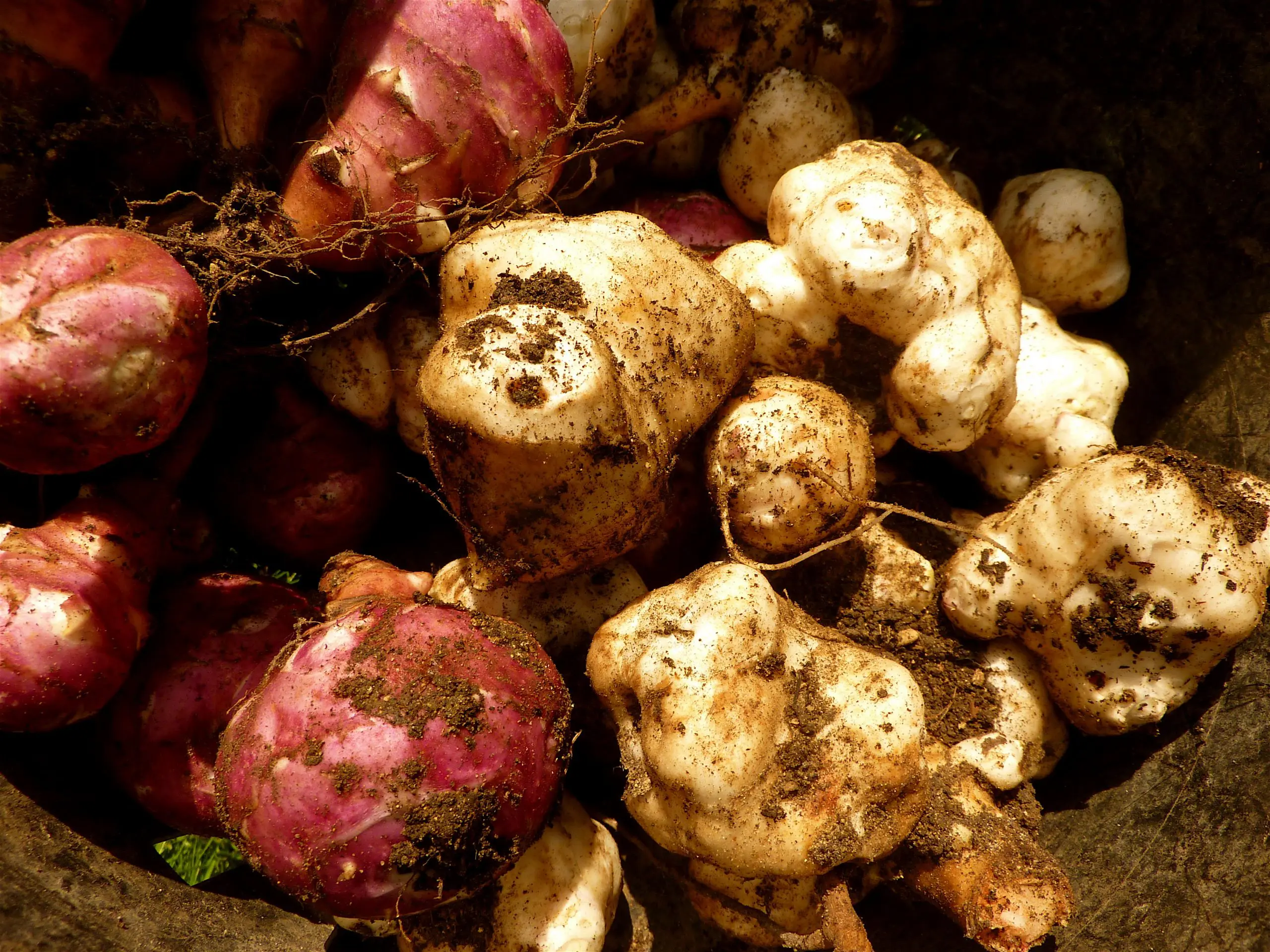 5 Receitas Deliciosas com Topinambo