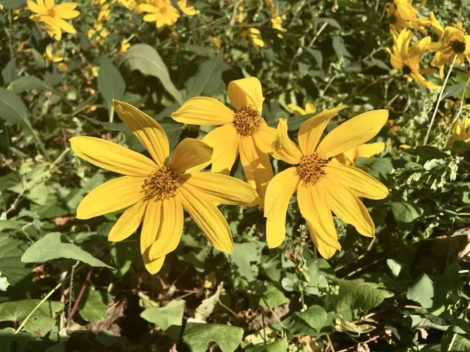 5 Receitas Deliciosas com Topinambo