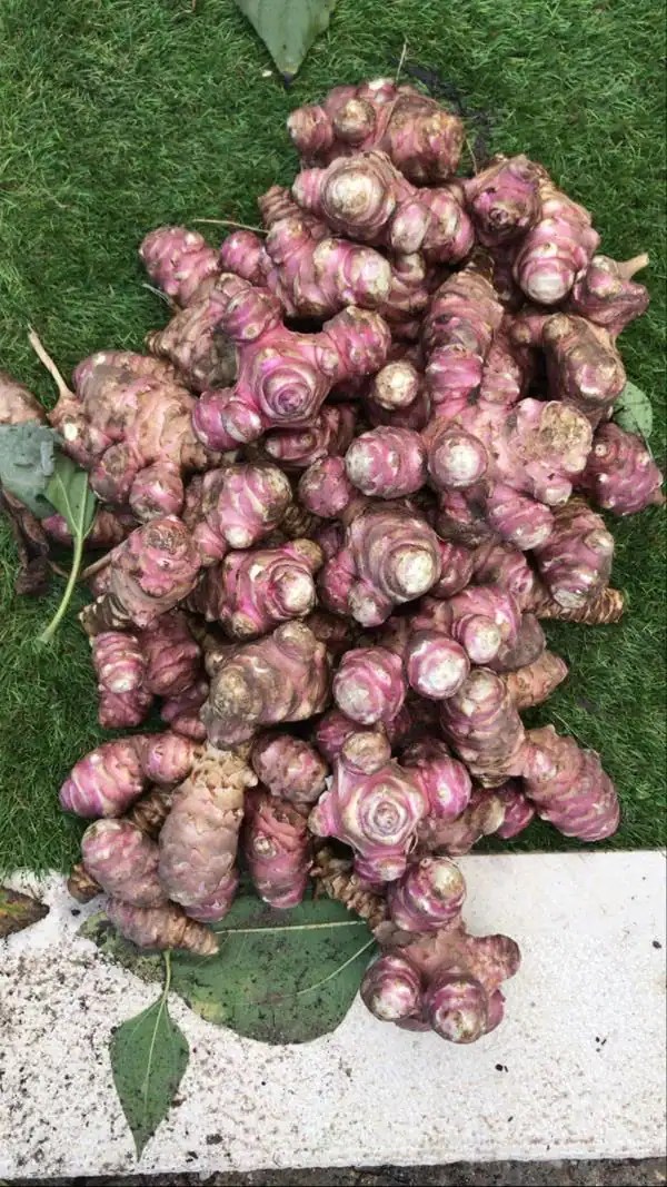 benefícios da alcachofra de jerusalém (topinambo)