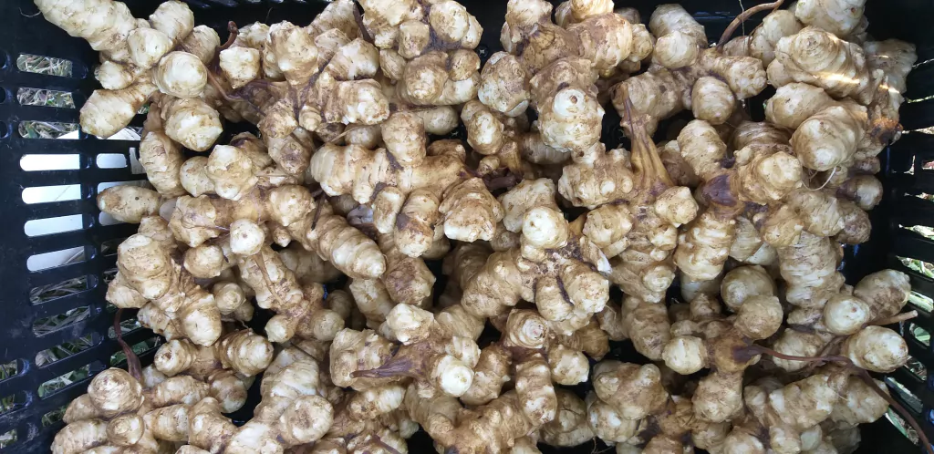 benefícios da alcachofra de jerusalém (topinambo)