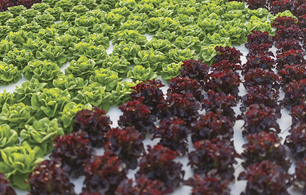 Como Armazenar Alface Frisée Corretamente