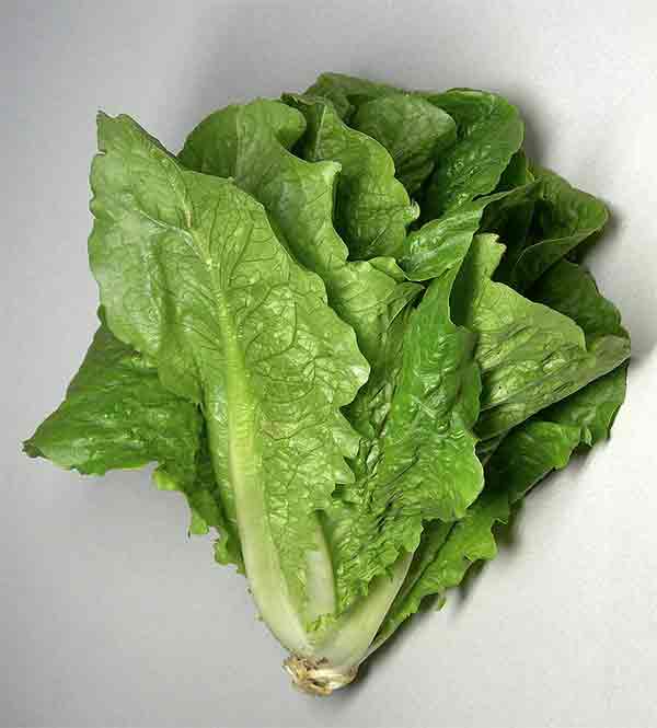 5 Receitas Deliciosas com Alface Romana