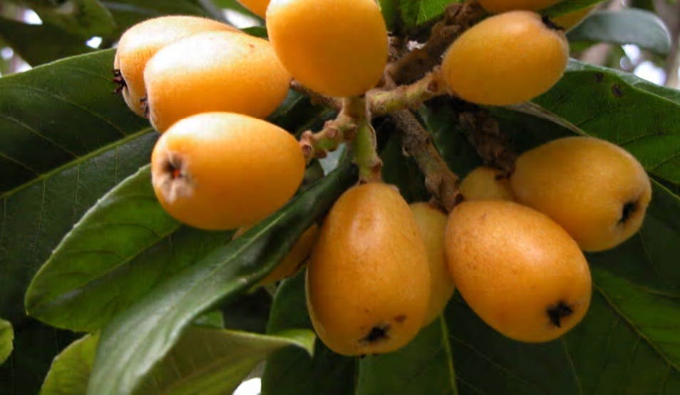 Receitas Deliciosas com Nêspera: Sucos