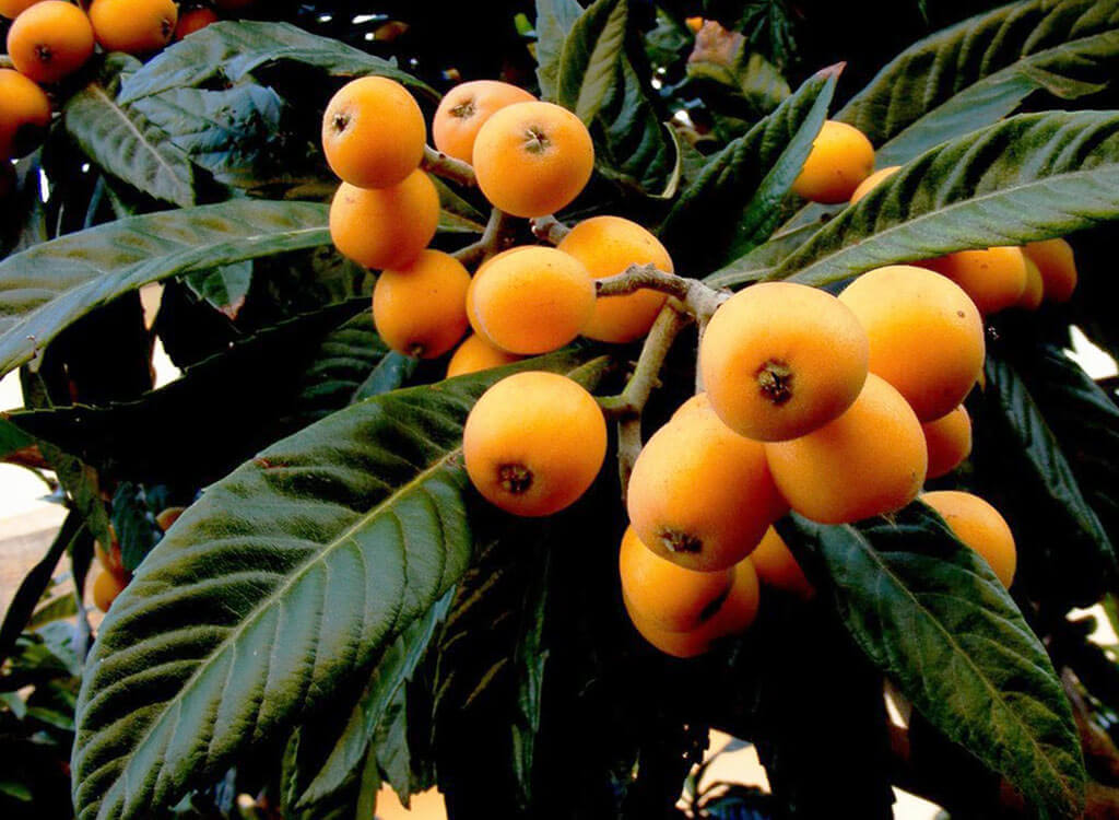 Nêspera na Dieta: Como a Fruta Pode Ajudar no Emagrecimento e Controle Glicêmico