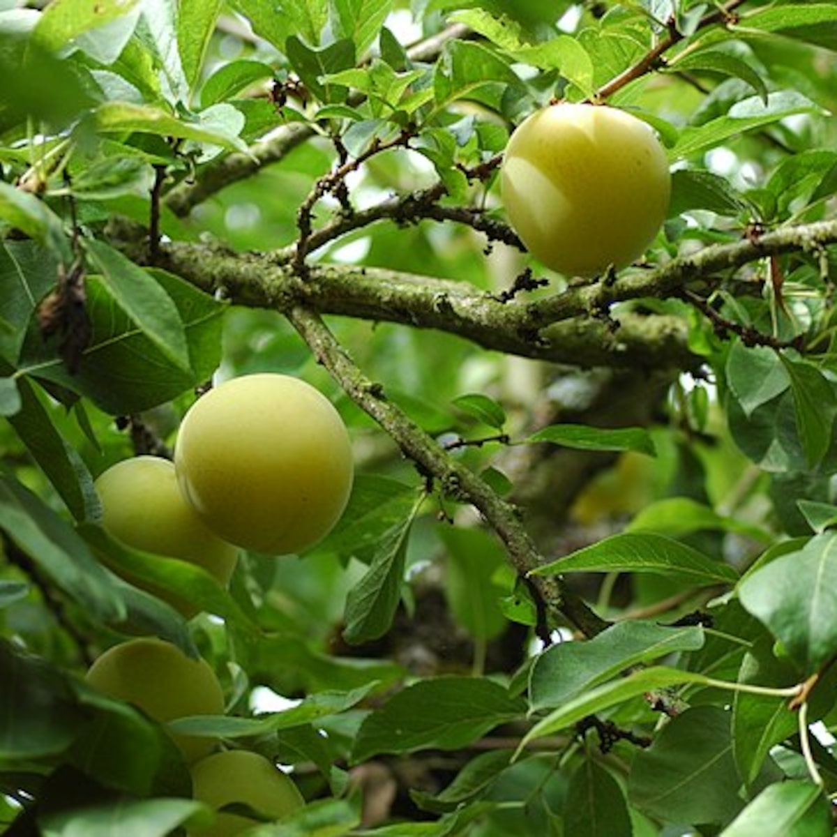 Nêspera e Saúde do Fígado: Entenda a Relação
