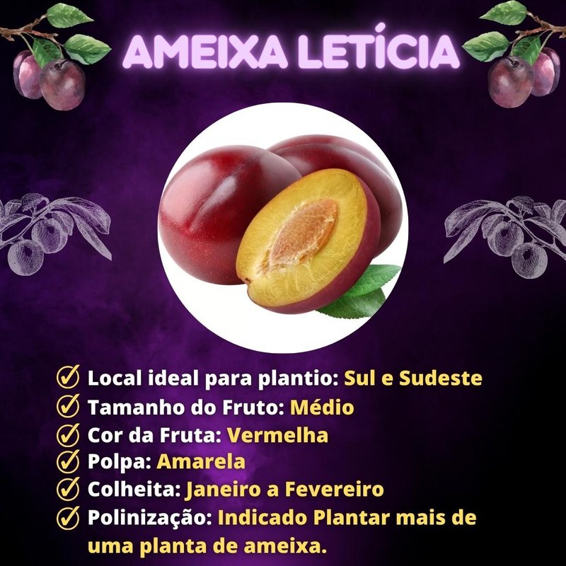 Ameixa Fresca vs. Ameixa Seca: Qual a Melhor Opção? | Receitas Deliciosas com Ameixa Fresca para o Café da Manhã | A Ameixa Fresca e a Saúde dos Ossos: O Que a Ciência Diz | Como a Ameixa Fresca Pode Ajudar no Controle do Diabetes | Os Poderes Antioxidantes da Ameixa Fresca Contra o Envelhecimento