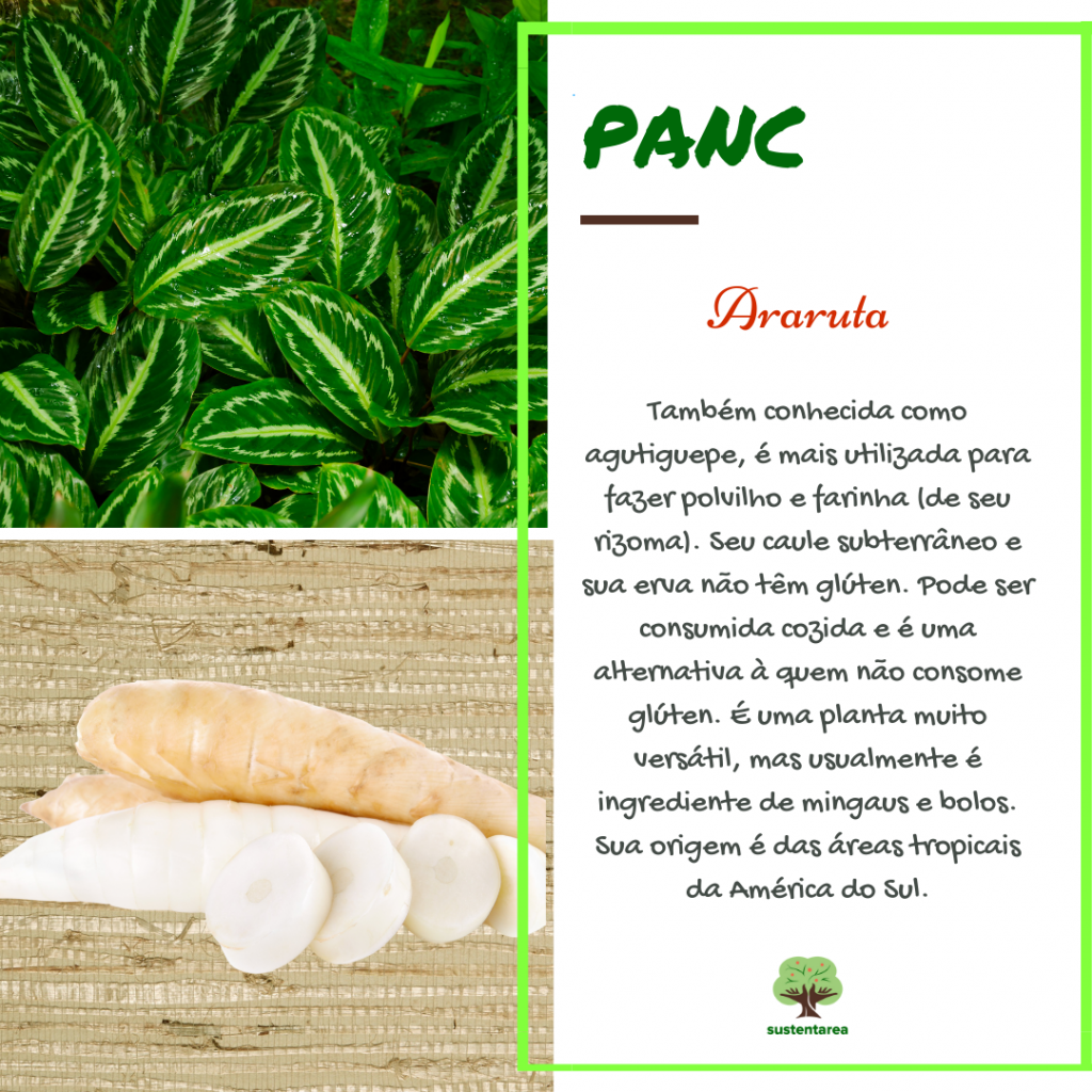 benefícios da araruta