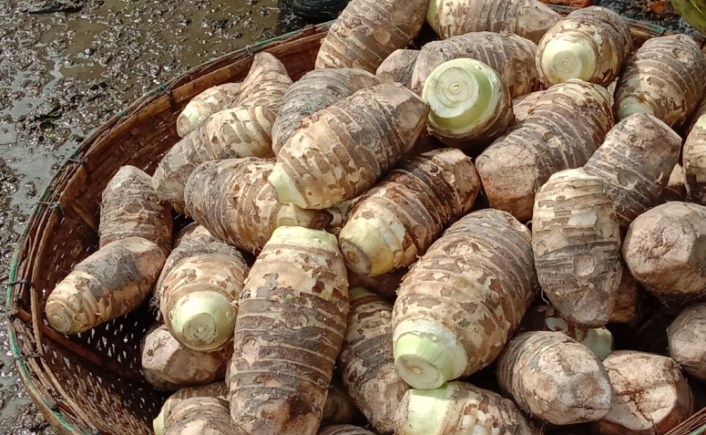 10 Receitas Incríveis com Araruta para o Dia a Dia