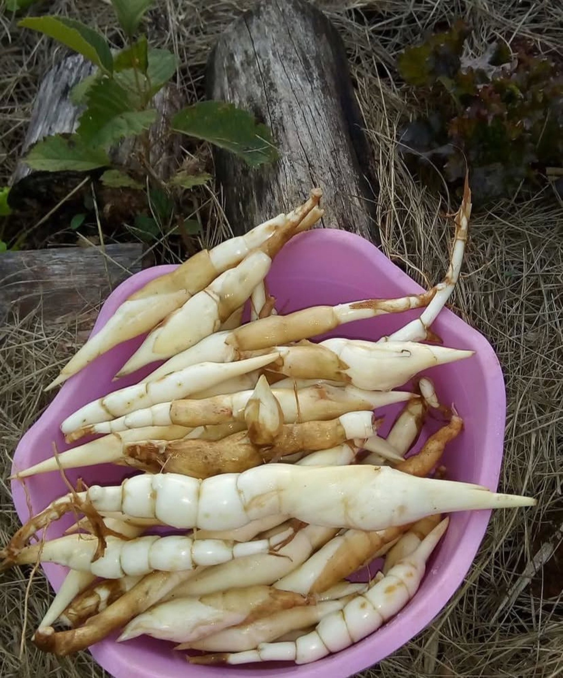 Como Usar a Araruta na Alimentação Infantil: Dicas e Vantagens