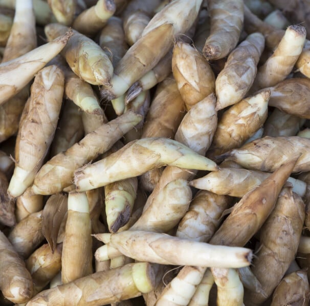 Guia Completo dos Benefícios da Araruta para a Digestão e Imunidade