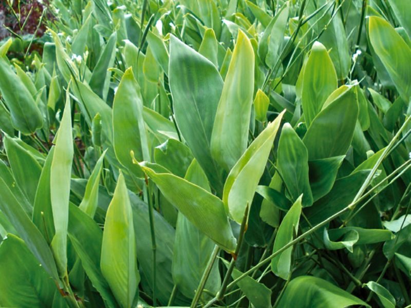 Araruta: A Solução Natural para Quem Busca uma Dieta Sem Glúten