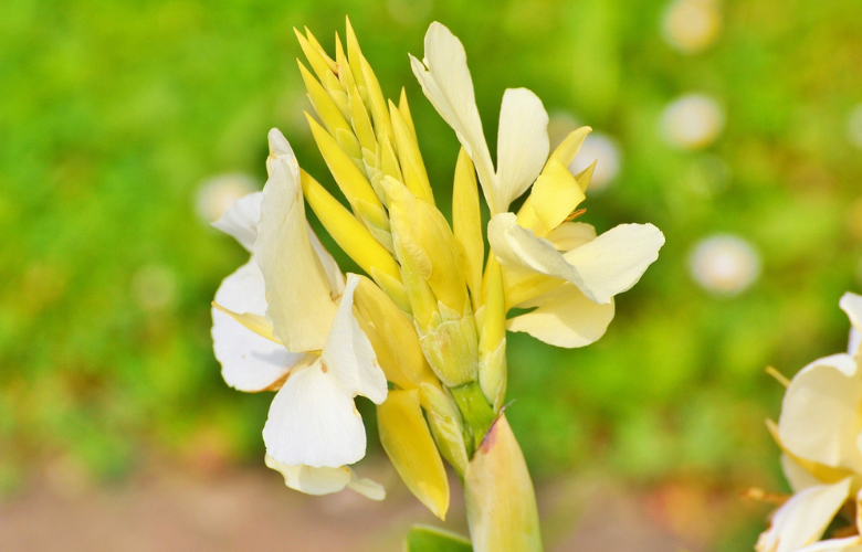 benefícios da araruta