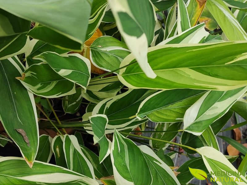 Araruta vs. Amido de Milho: Qual a Melhor Escolha para sua Saúde?