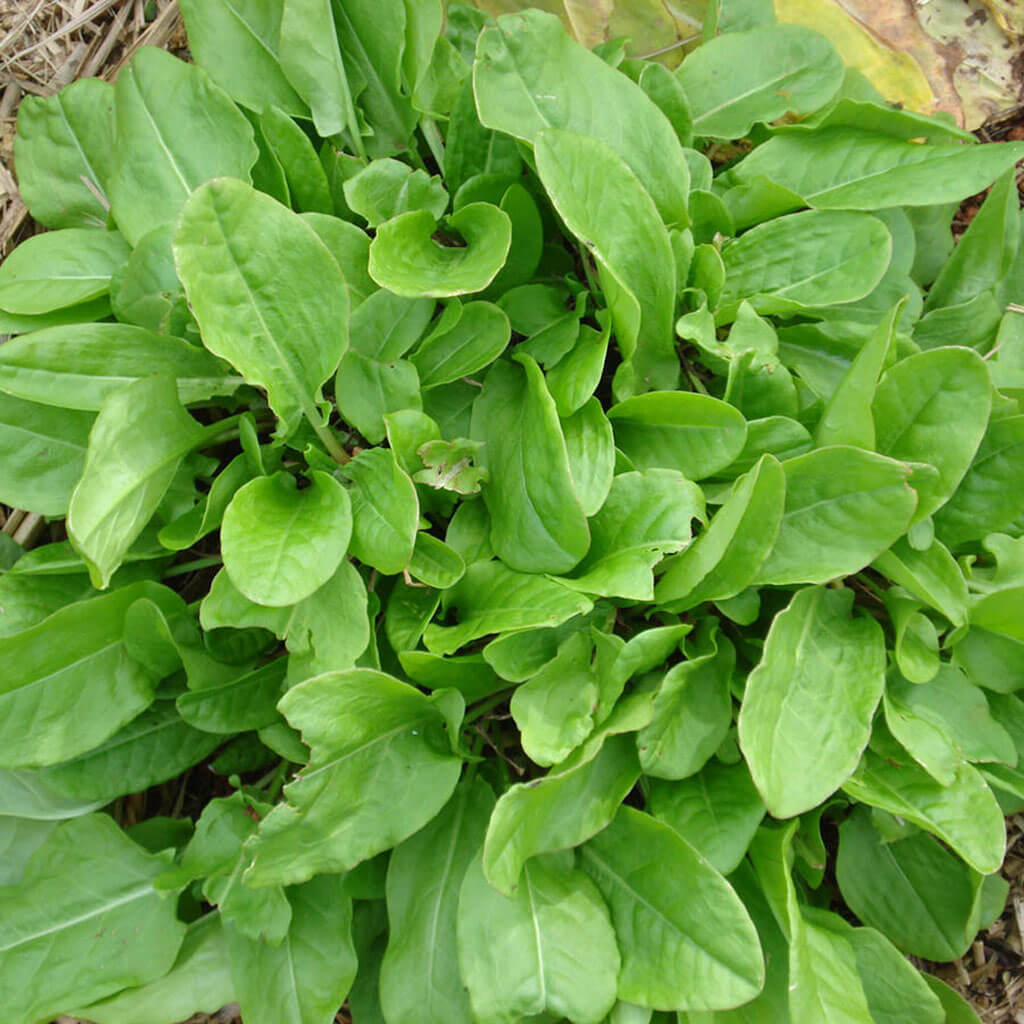 5 Receitas Incríveis com Azedinha