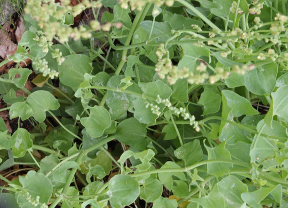 Azedinha vs. Limão: Qual tem mais Vitamina C?