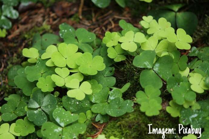 Azedinha: A PANC que Pode Ajudar no Controle do Diabetes
