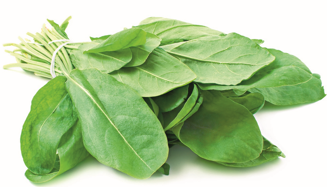 Como Cultivar Azedinha em Casa: Guia Completo