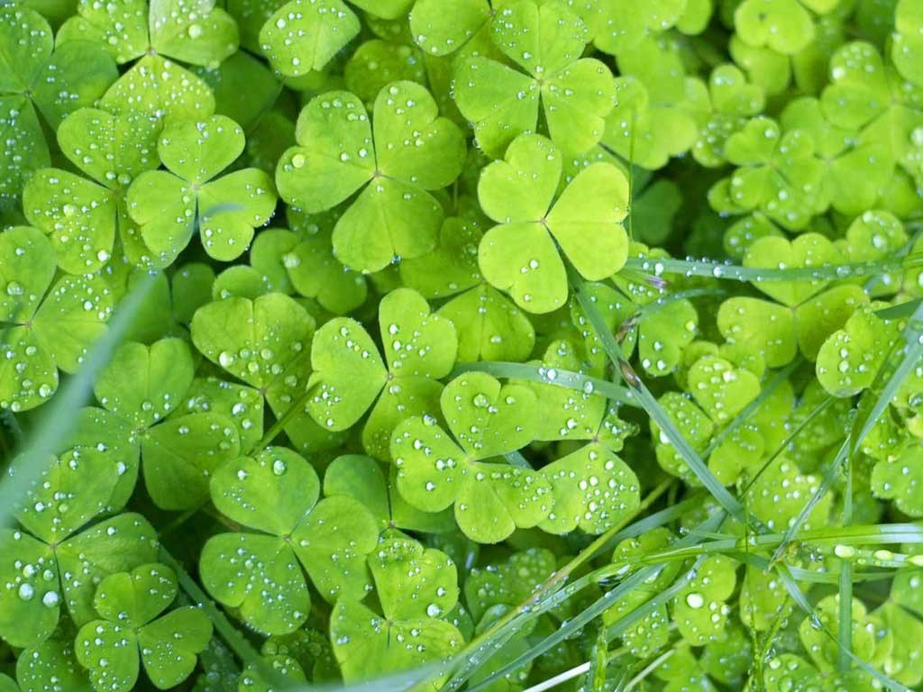 Azedinha vs. Limão: Qual tem mais Vitamina C?