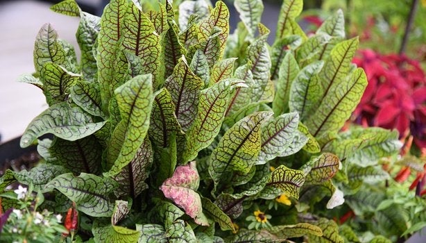 10 Receitas Deliciosas com Azedinha para o Dia a Dia