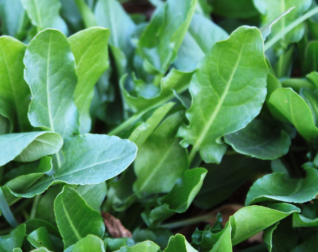 Os Perigos do Consumo Excessivo de Azedinha: Entenda os Riscos