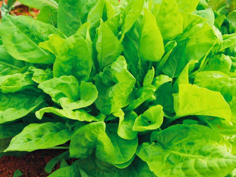 benefícios da azedinha francesa