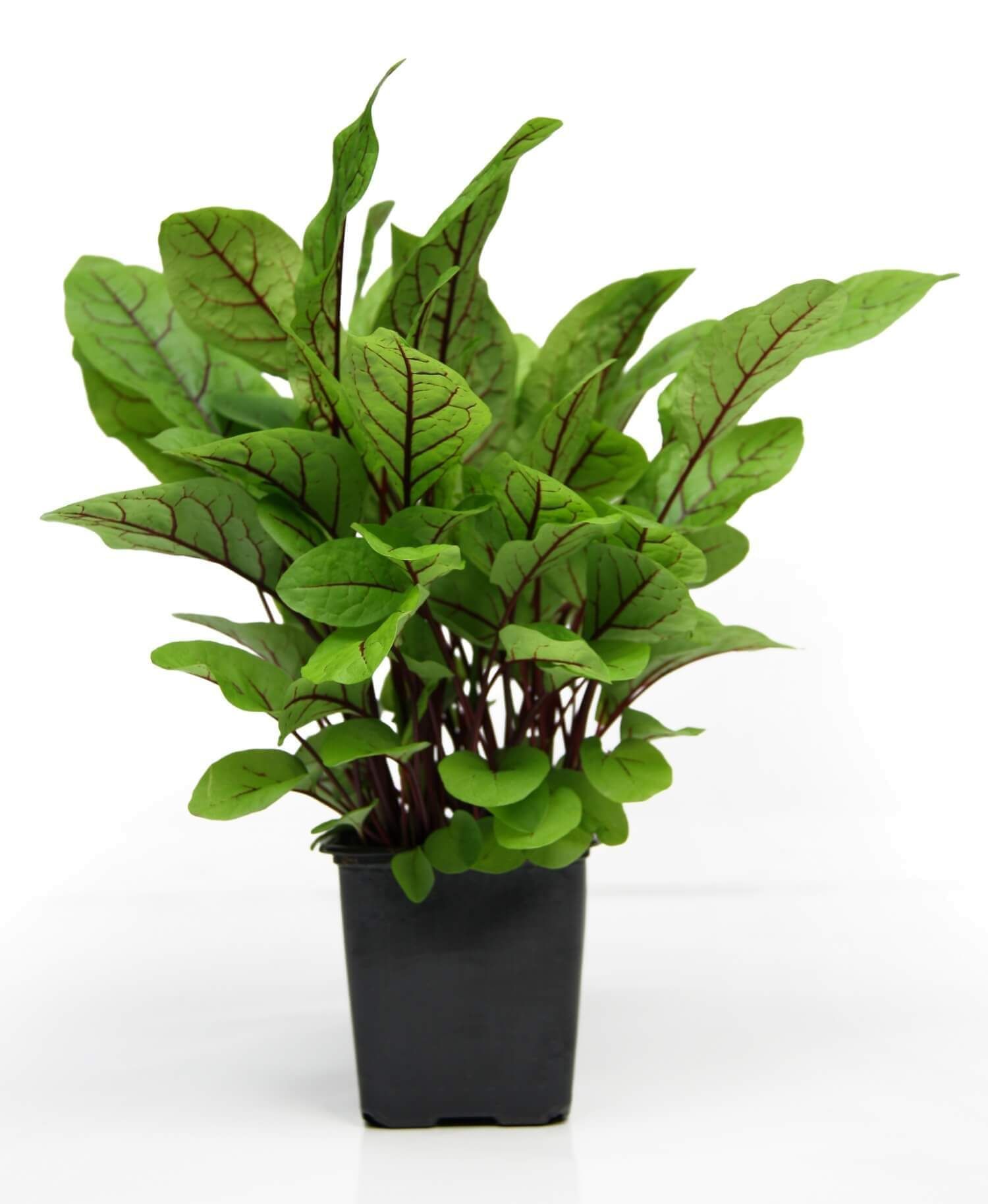 10 Receitas Deliciosas com Azedinha para o Dia a Dia