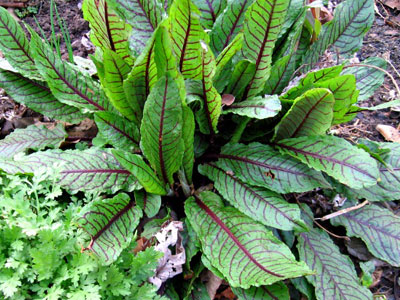 Como Cultivar Azedinha em Casa: Guia Completo