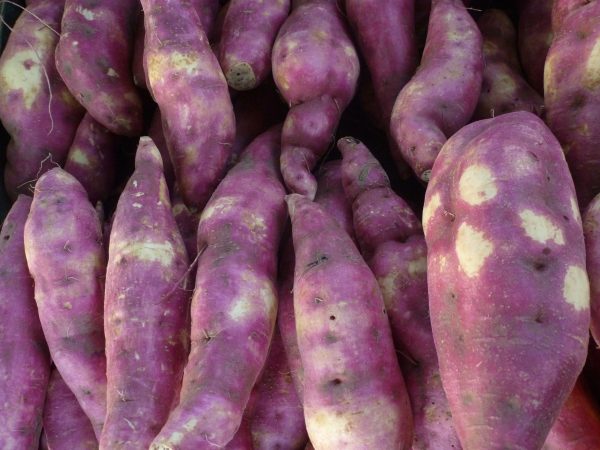 Como a Batata Roxa Pode Melhorar Sua Saúde Intestinal
