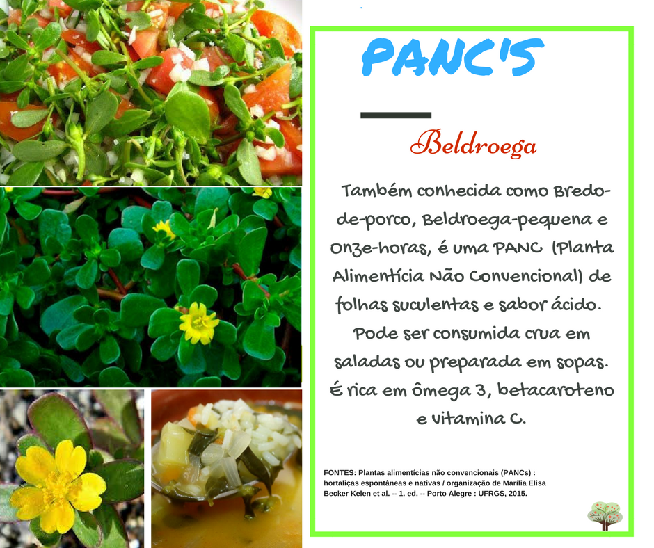 Como identificar a Beldroega verdadeira