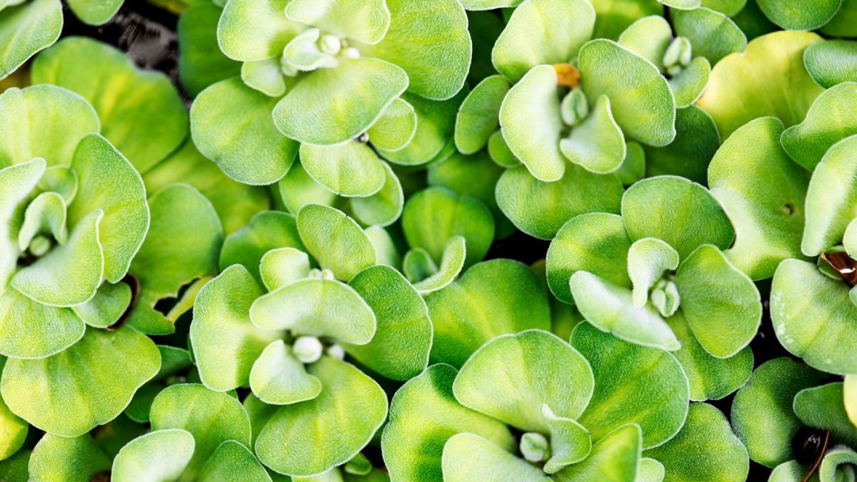 Receitas saudáveis com Beldroega