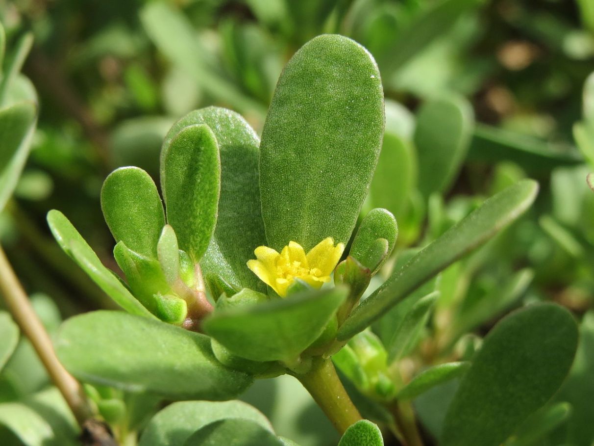 Receitas saudáveis com Beldroega