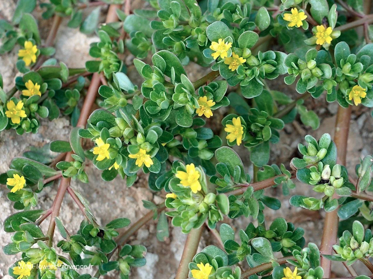 Beldroega na culinária: dicas para iniciantes