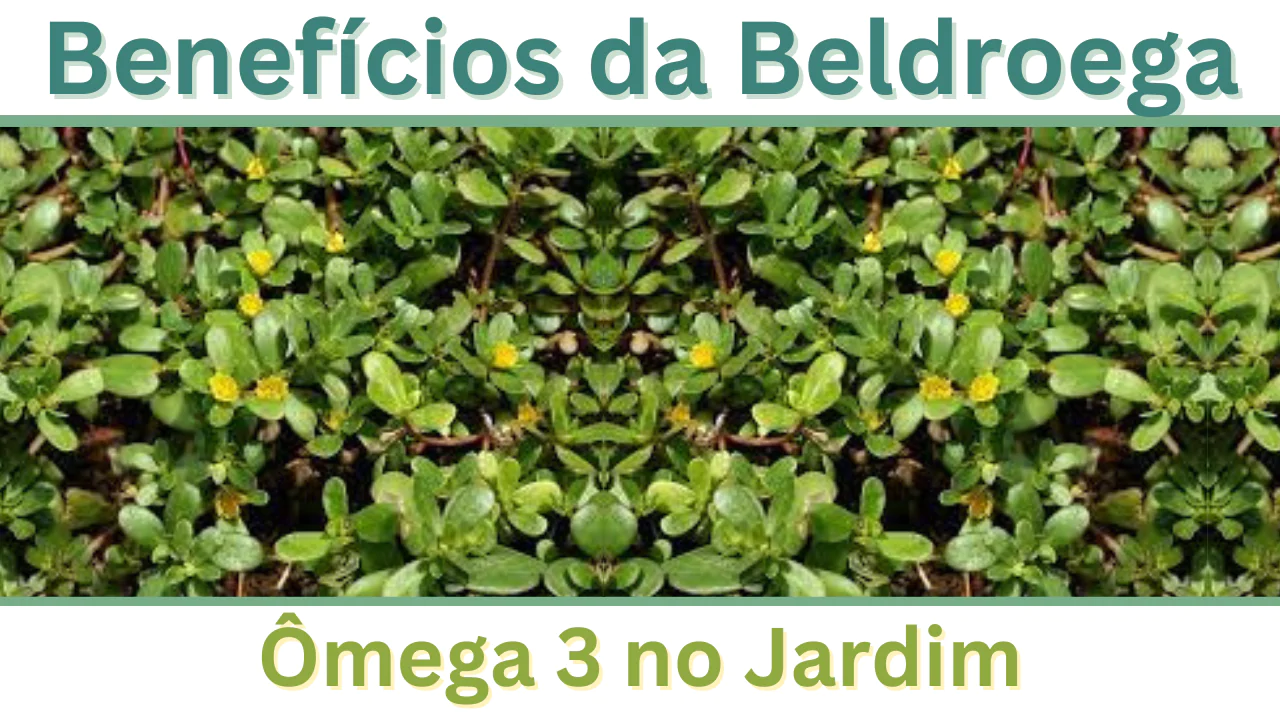 Mitos e verdades sobre o consumo de Beldroega