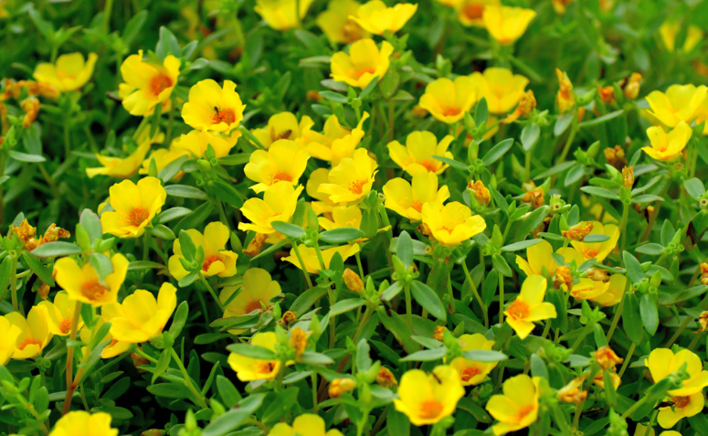 Beldroega para a pele: benefícios e aplicações