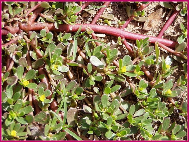 benefícios da beldroega