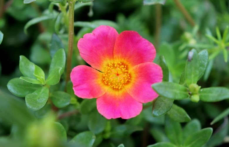 Como identificar a Beldroega verdadeira