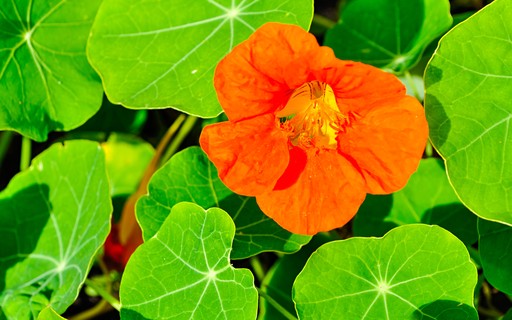 5 Receitas Incríveis com Capuchinha para o Dia a Dia