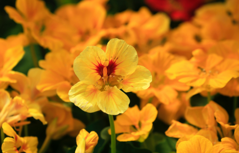 Como Cultivar Capuchinha em Casa: Guia Completo